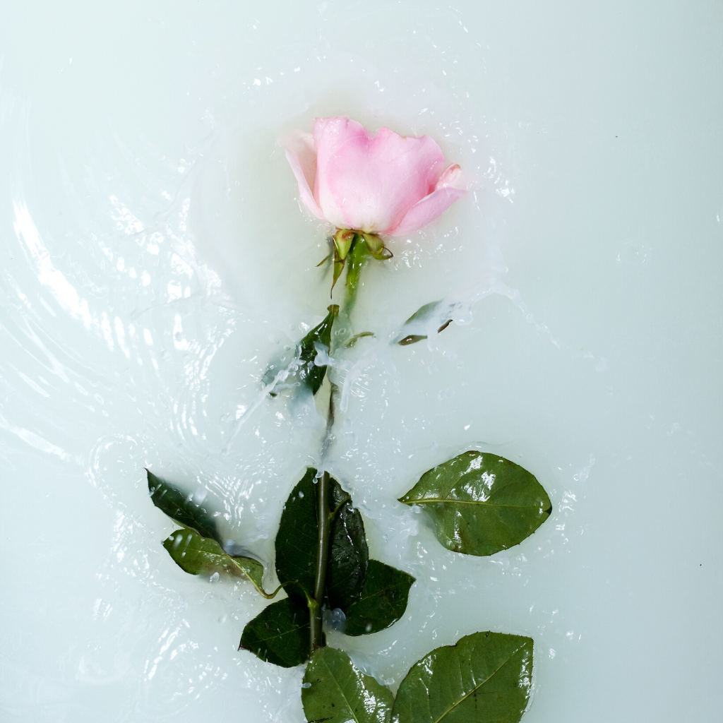 Our Key Botanical Ingredient - Rose Flower Water